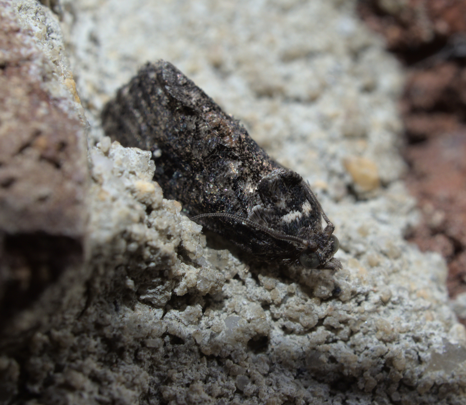 Tiny moth giant name_20210614.jpg